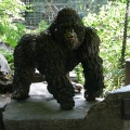 Gorilla Kaisi